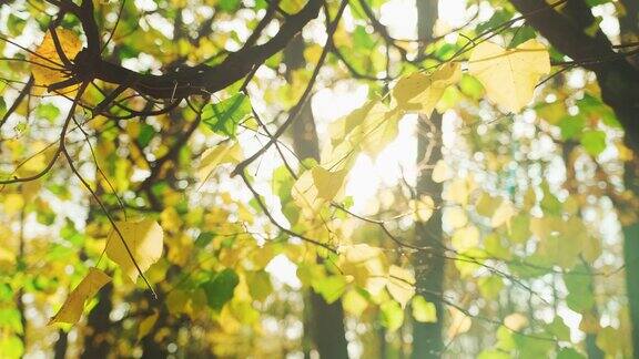 美丽的阳光和太阳耀斑透过树顶阳光透过树叶