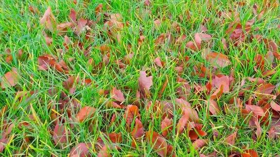 秋天的落叶在绿草里