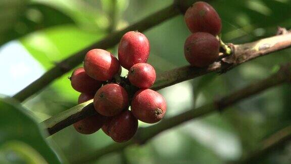 巴西种植园的公平贸易咖啡豆