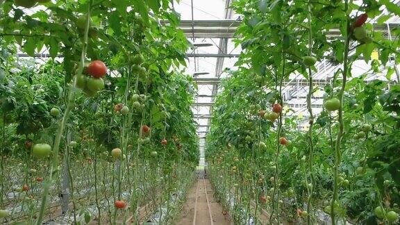 番茄生产与运输美丽红熟番茄背景农业工业种植番茄蔬菜生意番茄温室成功的农场