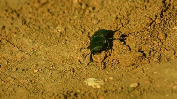 甲虫在地上行走