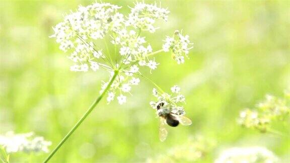 蜜蜂对花宏