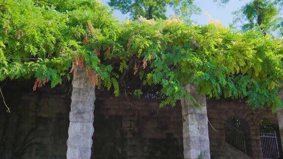 郁郁葱葱的绿色植物生长在古老的废墟上