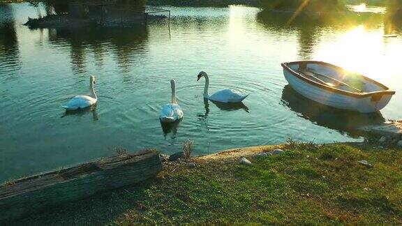 湖上美丽的天鹅和夕阳下的渔船