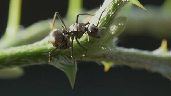 在阳光下的绿树上描绘大蚂蚁