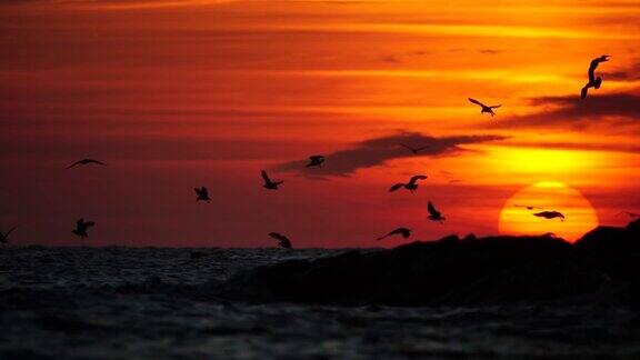 一群海鸥在海里飞翔捕鱼暖暖的夕阳洒满了大海阳光灿烂日落时海鸥的身影以慢镜头从镜头