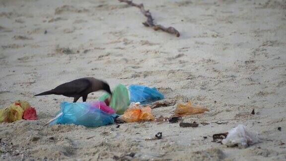 一只乌鸦正在塑料中寻找食物