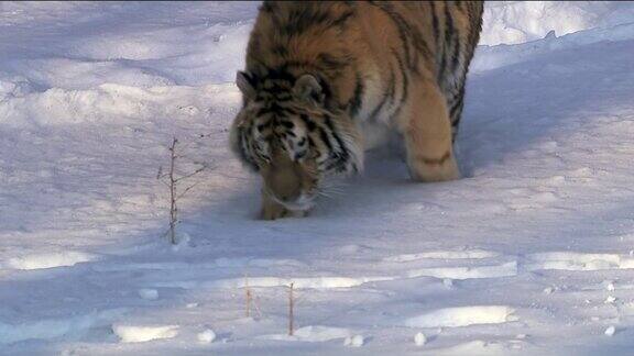 东北虎或乌苏里虎或远东虎美洲虎(Pantheratigrisaltaica)是老虎的一个亚种最北的老虎列在红皮书上