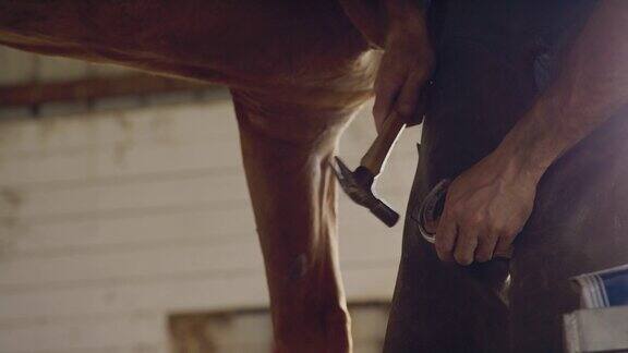 农场谷仓里一名男蹄铁匠用锤子把一个金属马蹄铁钉在棕色马蹄上