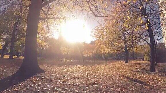 公园里黄色的秋叶