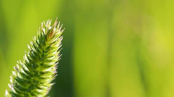 自然视频背景宏观小穗叶片的草在田野