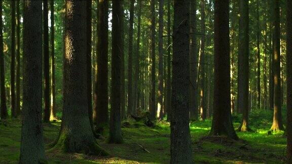 阳光洒落森林