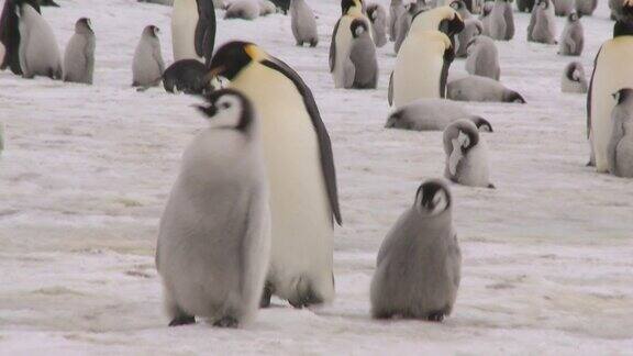 企鹅一家行走在冰面上