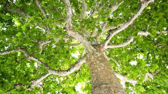 倾斜拍摄日本的慢动作树