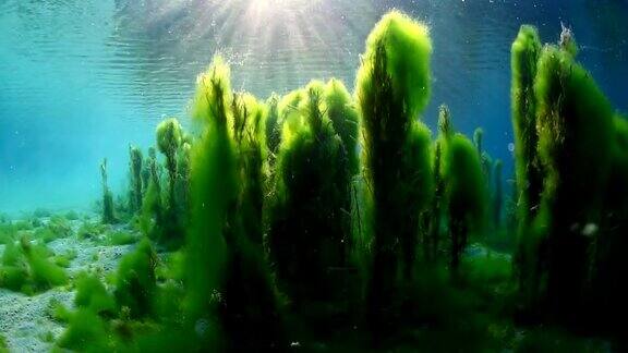 海底的海藻飘荡