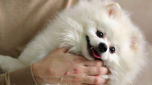女主人拿着一只白色的小博美犬用手抚摸着它那条心满意足的狗伸着舌头躺着