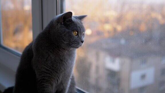 悲伤的灰色英国家猫坐在窗台上看日落特写镜头慢性