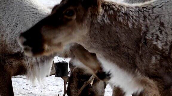 驯鹿在雪地牧场进食