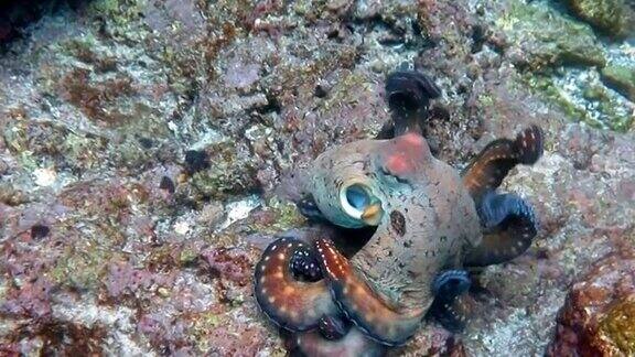 头足类动物礁章鱼(蓝藻章鱼)海底游动