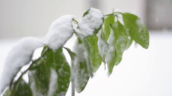 被雪覆盖的树枝在风雪中摇曳天气预报自然背景