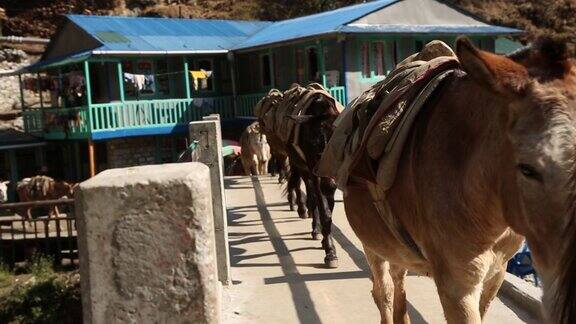尼泊尔喜马拉雅山上的驴过桥