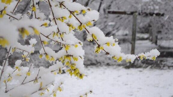 春天下雪时灌木上的黄花被一层雪覆盖