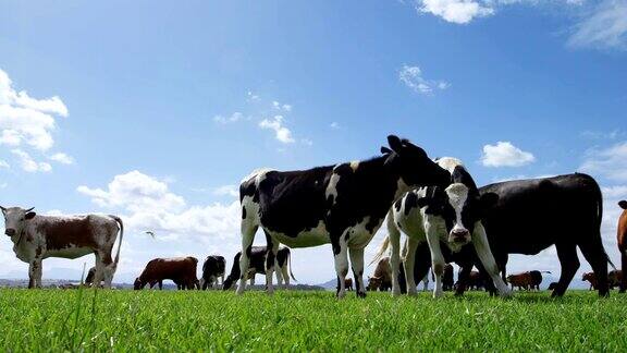 农场里的牛吃草特写
