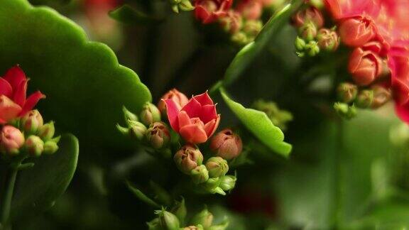 红花盛开的时间美丽的开放生长的时间开花大花绿叶背景