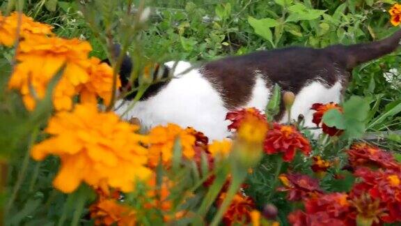 一只黑白相间的流浪猫在草地上漫步嗅着橙色的花朵在夏天的草地上独自行走的猫