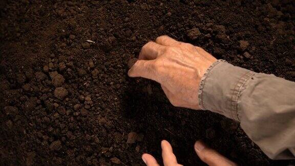 农民的手在土壤中播种