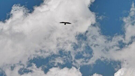 多云的天空中飞翔的雄鹰