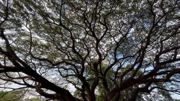有阳光的大树的树枝
