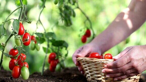 手摘西红柿从植物到菜园用柳条篮子