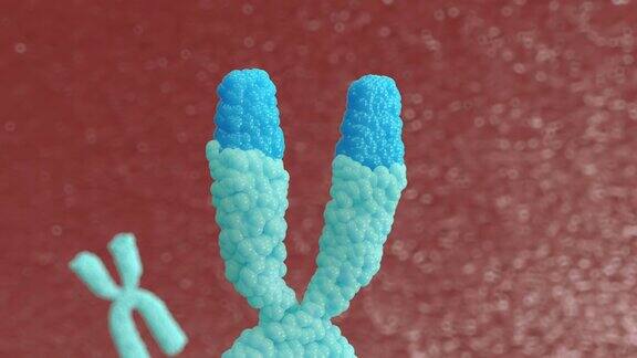 3d动画X染色体端粒酶可以修复被称为端粒的DNA短片段而端粒在细胞有丝分裂时被缩短