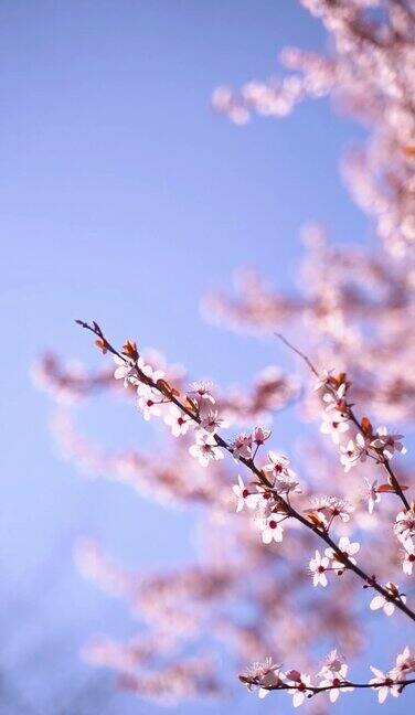 粉色樱花树的垂直视频