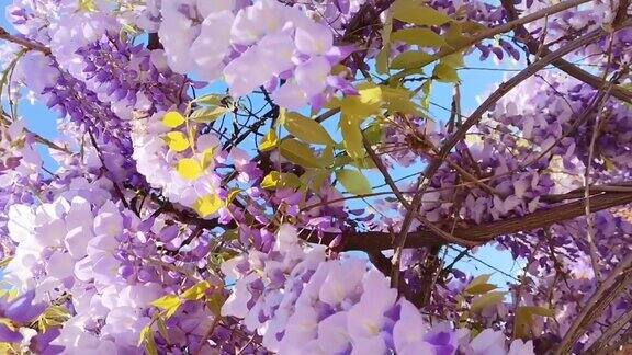 美丽的紫藤花在花园里的树枝上