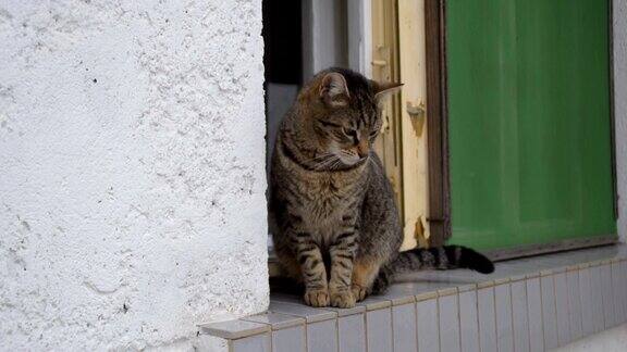 窗外的虎斑猫