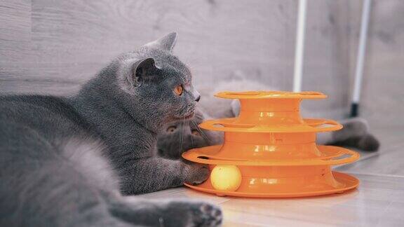 两只美丽的灰色英国猫在地板上玩球好玩的、活跃的宠物