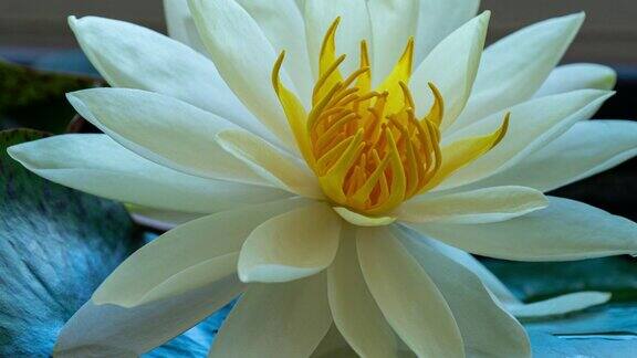 黄睡莲合花单身美丽的白色睡莲盛开在池塘在晴天