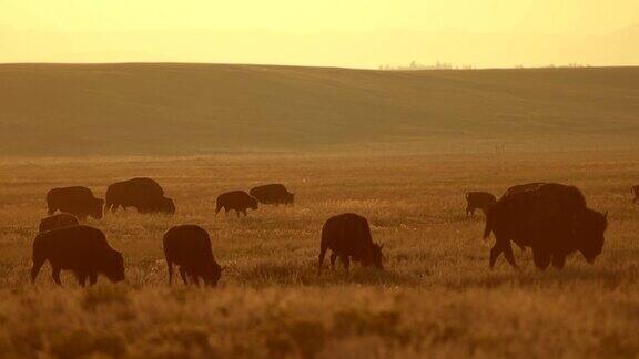 美国科罗拉多州北美野牛和草原慢动作