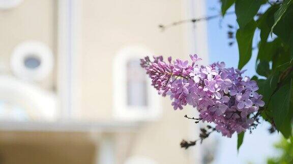 紫丁香开花盛开被滑轨覆盖丁香花园丁香花盛开的丁香花