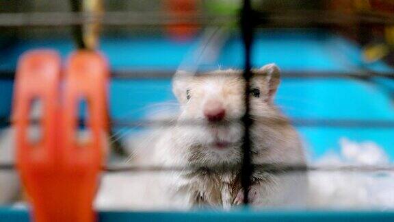 小仓鼠坐在笼子里