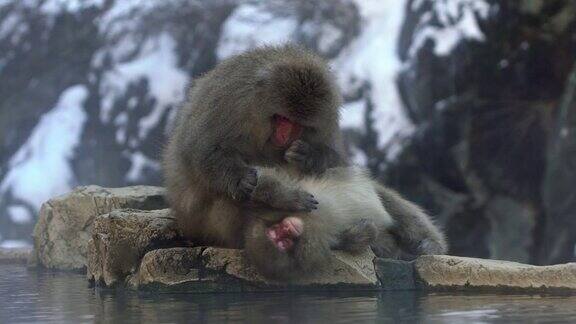 日本雪猴在温泉梳理冬天的雪山