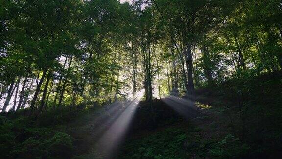 阳光透过树木照射