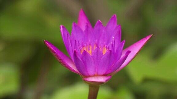 紫色睡莲在早晨开放