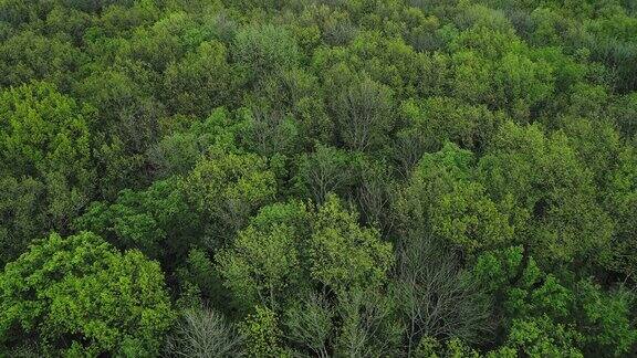 林地无人机查看森林保护树木绿色