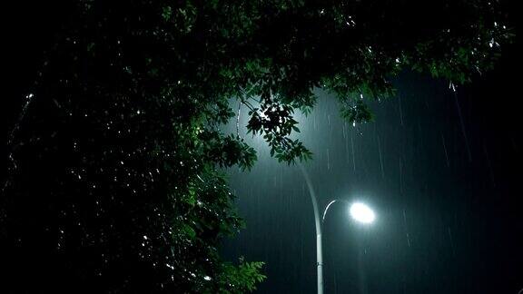 树和路灯在雨中