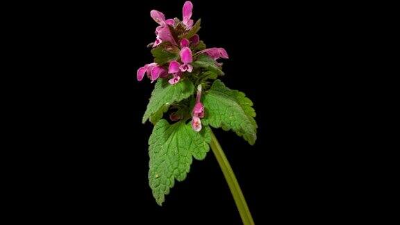 紫色天使长(Lamiumpurpureum或红色死荨麻或红色henbit)春天野花特写孤立在纯黑色背景