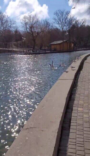 公园池塘边白色的海鸥开始从风化的水泥路边飞翔