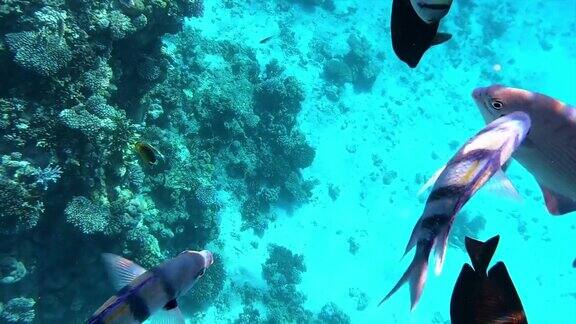 在水下拍摄水下拍摄珊瑚礁鱼类的水下世界蝴蝶鱼鹦鹉鱼鱼的外科医生鲻鱼红海海洋火珊瑚